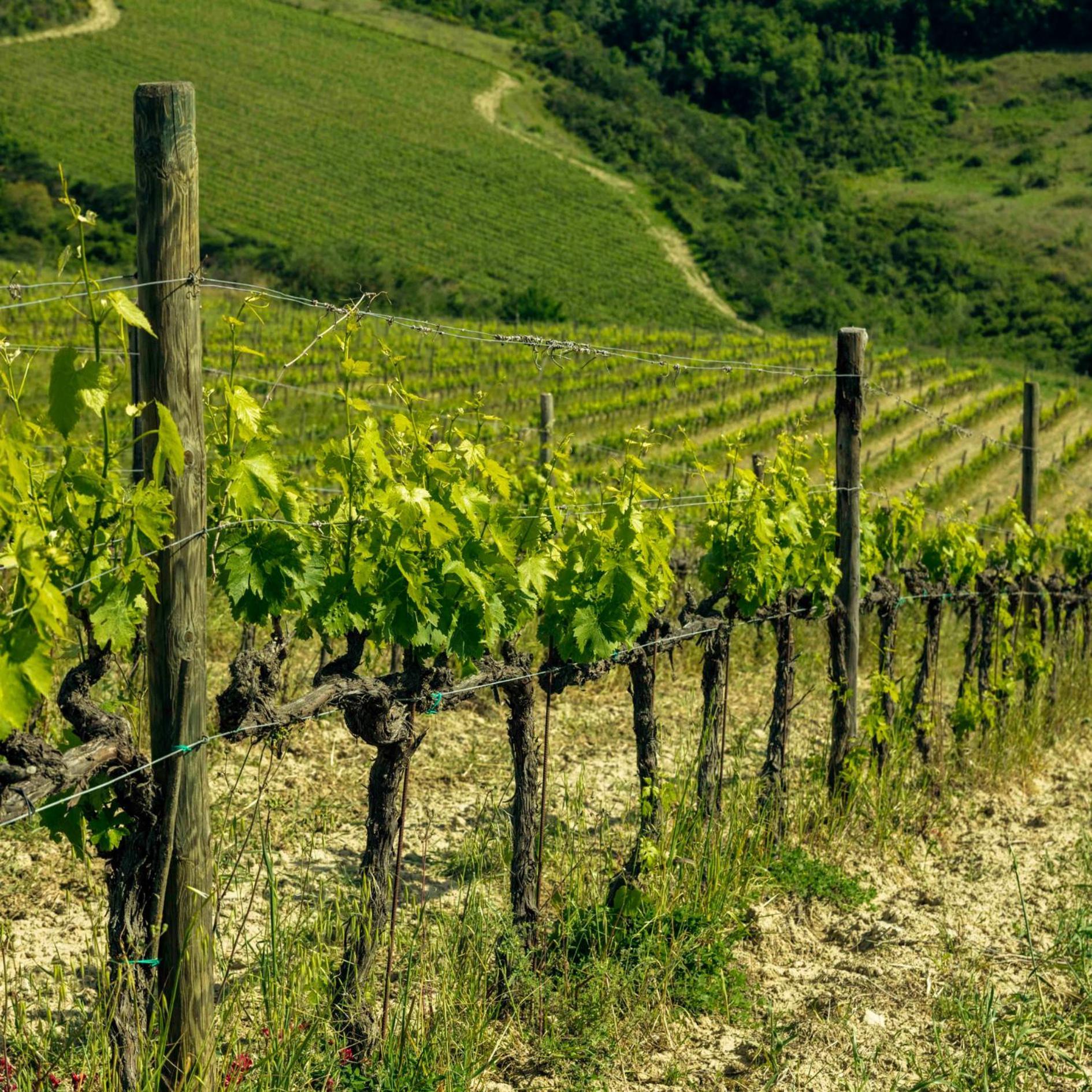 Agriturismo Poggio Il Castellare มอนตาลชิโน ภายนอก รูปภาพ